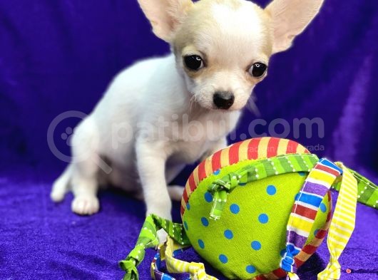 Xxs Chihuahua görsel
