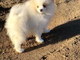 Pomerian Boo (Parti Color)