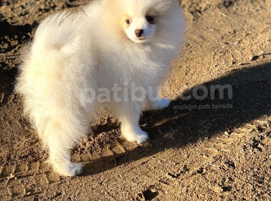 Pomerian Boo (Parti Color) görsel