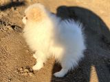 Pomerian Boo (Parti Color)