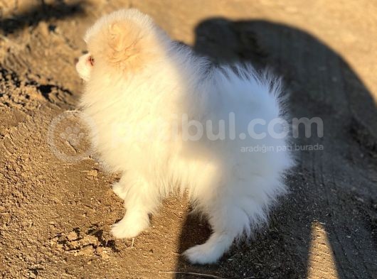 Pomerian Boo (Parti Color) görsel
