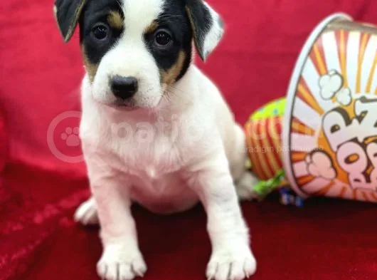 Kisa Bacak Jack Russel Yavrular