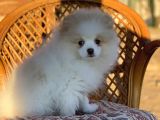 Pomerian Boo (Parti Color)