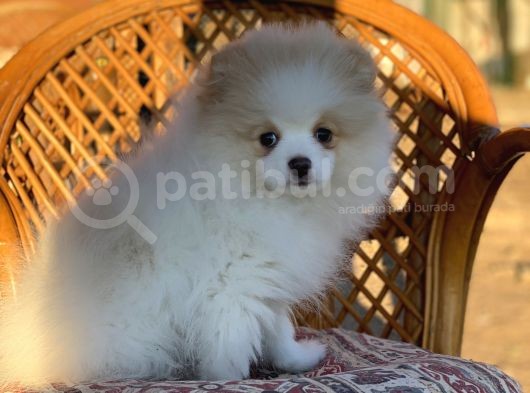 Pomerian Boo (Parti Color) görsel