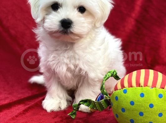 Maltese görsel