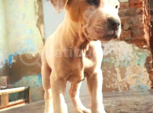 Bully Mix Mavi Gözlü Son Di̇şi̇ görsel