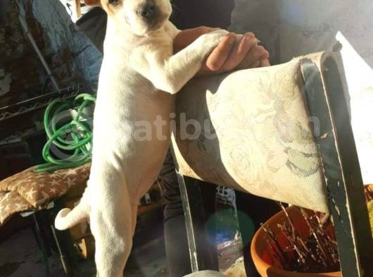 Bully Mix Mavi Gözlü Son Di̇şi̇ görsel