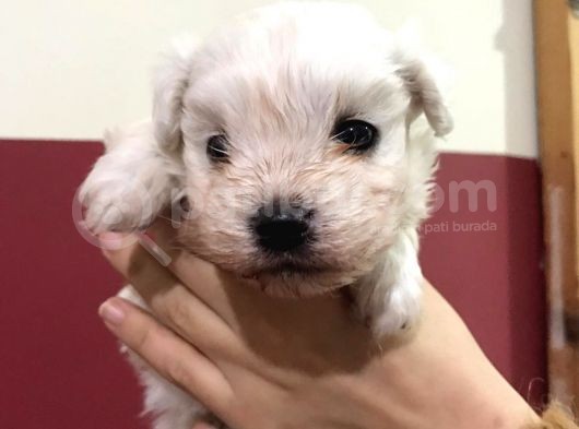 Maltese Terrier Bebeğimiz Dişi görsel