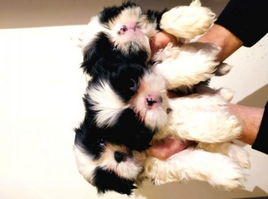 Shih Tzu Yavrularimiz görsel