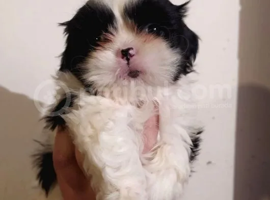 Shih Tzu Yavrularimiz