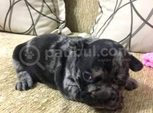 French Bulldog Blue Merla görsel