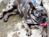 French Bulldog Blue Merla