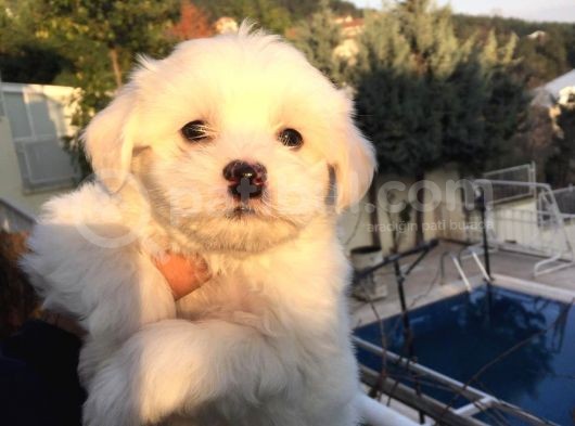 Mi̇ni̇ Gerçek Maltipo Yavrular görsel