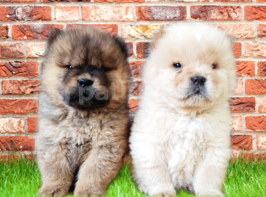Chow Chow Bebekler görsel
