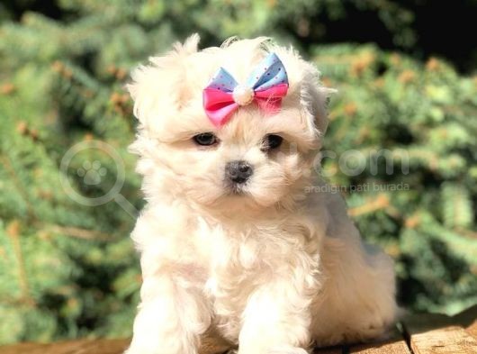 Irk Ve Sağlık Garantili Maltipoo görsel