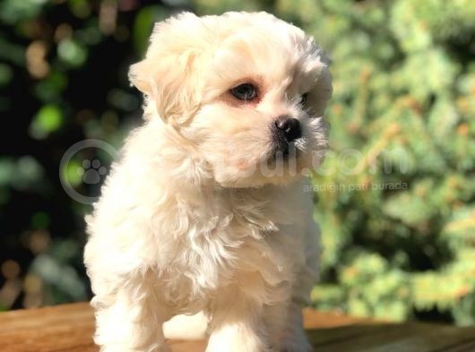 Irk Ve Sağlık Garantili Maltipoo görsel