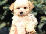 Secereli Anne Ve Babadan Maltipoo