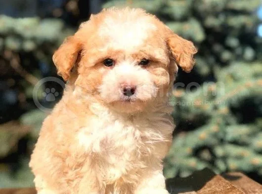 Secereli Anne Ve Babadan Maltipoo