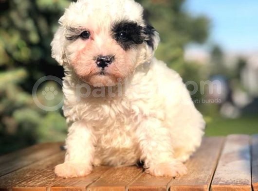 Irk Ve Sağlık Garantili Morkie görsel