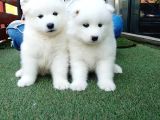 Samoyed Yavruları
