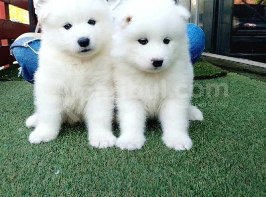 Samoyed Yavruları görsel