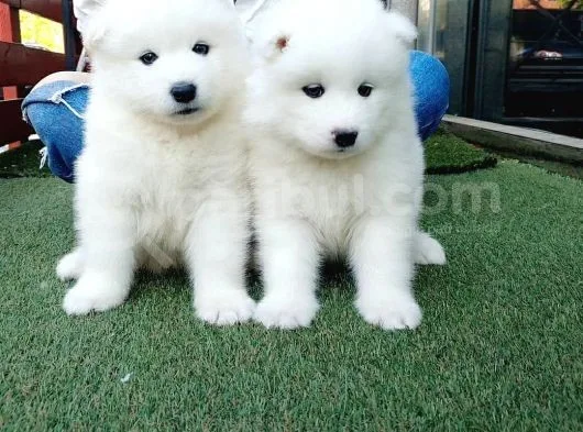 Samoyed Yavruları
