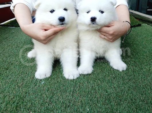 Samoyed Yavruları görsel