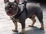 French Bulldog Erkek