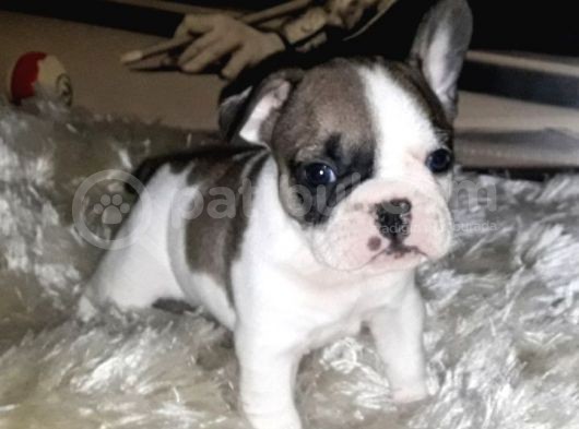 French Bulldog Erkek görsel