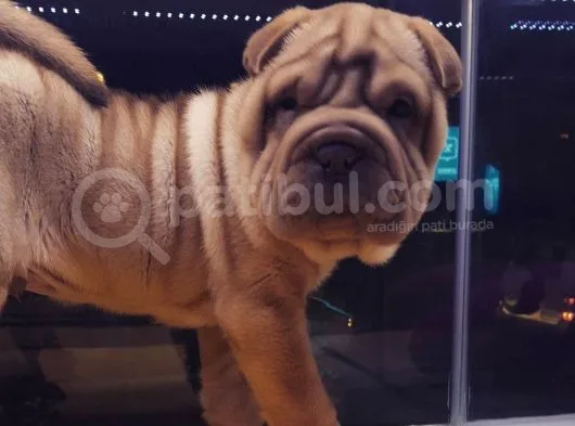 Sharpei Yavruları