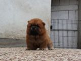 Chow Chow Yavruları