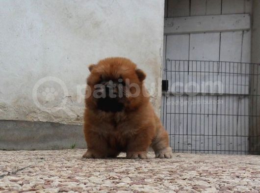 Chow Chow Yavruları görsel