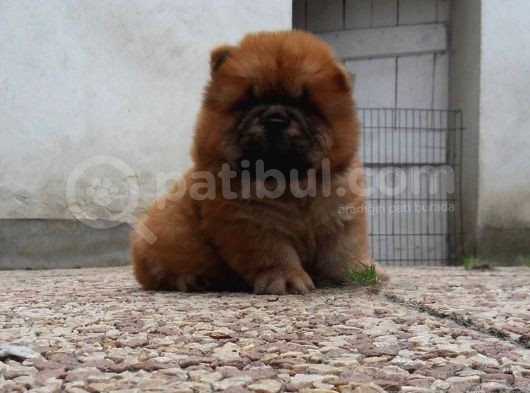 Chow Chow Yavruları görsel