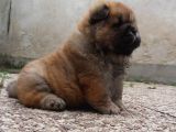 Chow Chow Yavruları