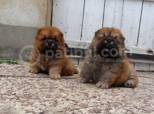 Chow Chow Yavruları görsel