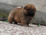 Chow Chow Yavruları
