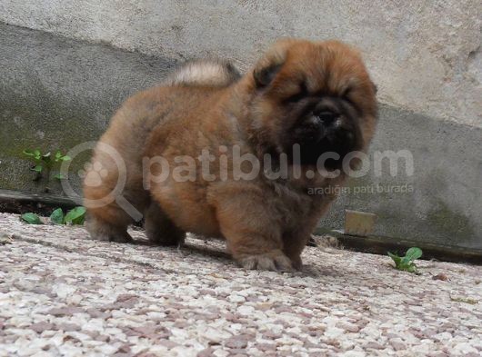 Chow Chow Yavruları görsel