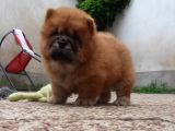 Chow Chow Yavruları