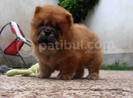 Chow Chow Yavruları görsel