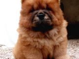Chow Chow Yavruları