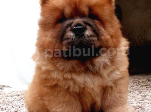Chow Chow Yavruları görsel