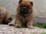Chow Chow Yavruları
