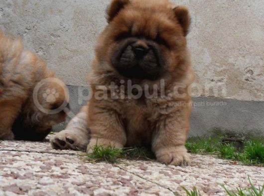 Chow Chow Yavruları görsel