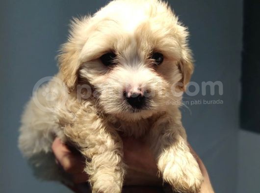 Maltipoo Bebeklerimiz görsel