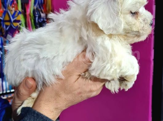 Maltese 0 Numara Bebeklerimiz görsel