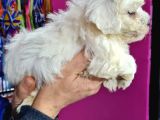Maltese 0 Numara Bebeklerimiz