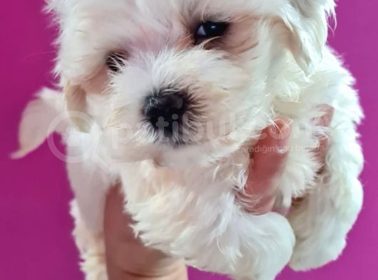 Maltese 0 Numara Bebeklerimiz görsel