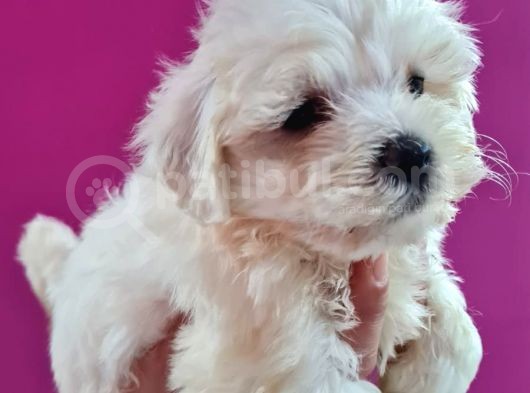 Maltese 0 Numara Bebeklerimiz görsel