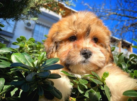 Show Kalıte Maltipoo Yavrularımız görsel