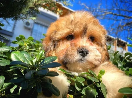 Show Kalıte Maltipoo Yavrularımız